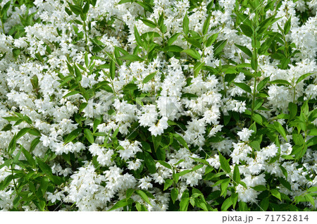 開花した白い花と黄緑色の葉を付けたウツギ 空木 を撮影した写真の写真素材