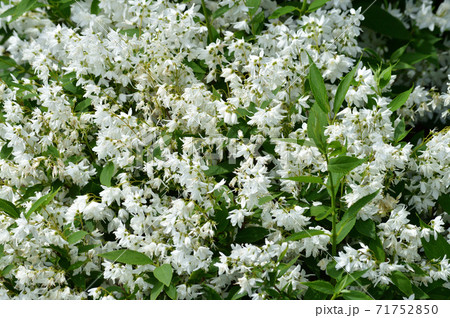 開花した白い花と黄緑色の葉を付けたウツギ 空木 を撮影した写真の写真素材