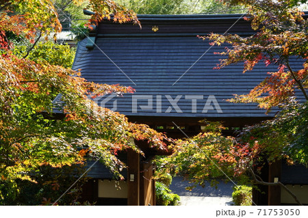 町田市の高蔵寺の紅葉 71753050