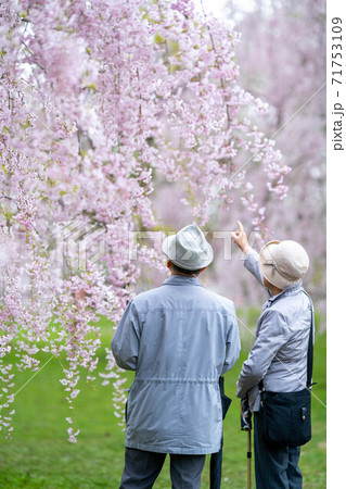 桜を指さす老夫婦 弘前公園 満開のサクラ 桜を指さす老夫婦 弘前公園 満開のサクラ 71753109