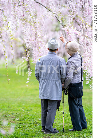 桜を指さす老夫婦 弘前公園 満開のサクラ 桜を指さす老夫婦 弘前公園 満開のサクラ 71753110