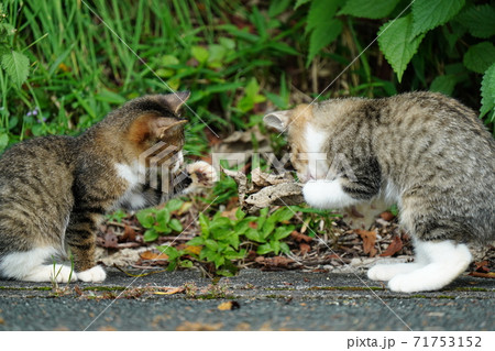 周囲を警戒しながらも親離れまでの残された時間をまったり過ごす可愛いキジトラ白の野良猫の親子 周囲を警戒しながらも親離れまでの残された時間をまったり過ごす可愛いキジトラ白の野良猫の親子 71753152