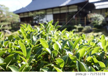 京都　等持院　葉っぱ 71753278