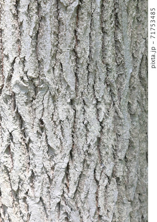 コナラの幹_こども植物園_5月 71753485