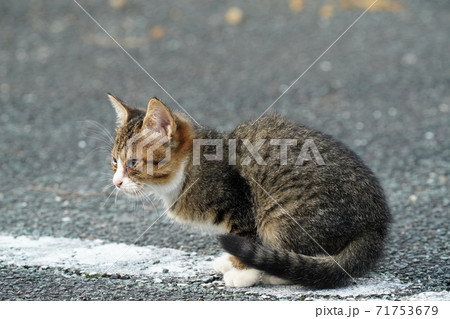 猫　毛づくろい 猫の毛づくろい | カプセルコレクション | 株式会社ターリン