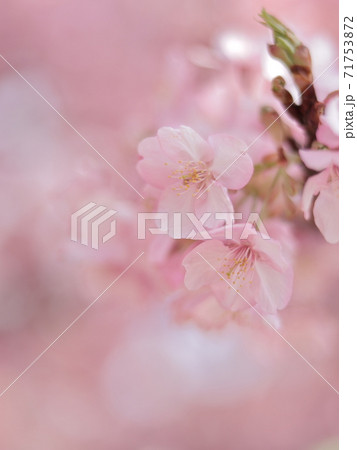 青空の下に咲く河津桜 青空の下に咲く河津桜 71753872