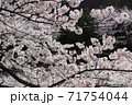 満開の桜の枝 71754044