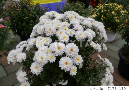 菊祭り: 大掴み咲:盆栽菊:懸崖菊:管物:丁子菊:小菊 菊祭り: 大掴み咲:盆栽菊:懸崖菊:管物:丁子菊:小菊 71754139