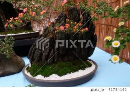 菊祭り: 大掴み咲:盆栽菊:懸崖菊:管物:丁子菊:小菊 菊祭り: 大掴み咲:盆栽菊:懸崖菊:管物:丁子菊:小菊 71754142