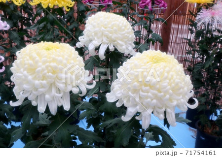 菊祭り: 大掴み咲:盆栽菊:懸崖菊:管物:丁子菊:小菊 菊祭り: 大掴み咲:盆栽菊:懸崖菊:管物:丁子菊:小菊 71754161