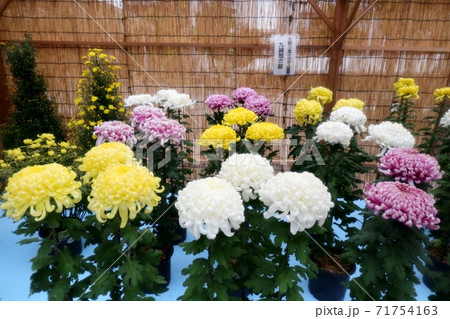 菊祭り: 大掴み咲:盆栽菊:懸崖菊:管物:丁子菊:小菊 菊祭り: 大掴み咲:盆栽菊:懸崖菊:管物:丁子菊:小菊 71754163