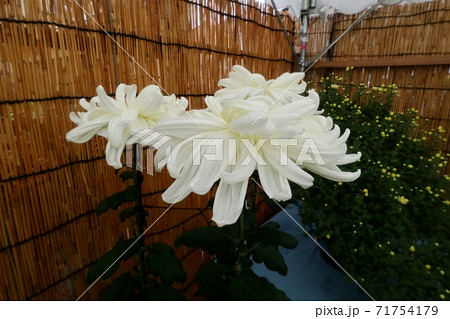 菊祭り: 大掴み咲:盆栽菊:懸崖菊:管物:丁子菊:小菊 菊祭り: 大掴み咲:盆栽菊:懸崖菊:管物:丁子菊:小菊 71754179