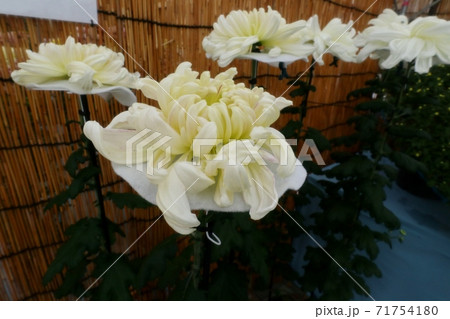 菊祭り: 大掴み咲:盆栽菊:懸崖菊:管物:丁子菊:小菊 菊祭り: 大掴み咲:盆栽菊:懸崖菊:管物:丁子菊:小菊 71754180