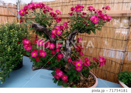 菊祭り: 大掴み咲:盆栽菊:懸崖菊:管物:丁子菊:小菊 菊祭り: 大掴み咲:盆栽菊:懸崖菊:管物:丁子菊:小菊 71754181