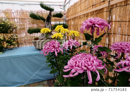 菊祭り: 大掴み咲:盆栽菊:懸崖菊:管物:丁子菊:小菊 菊祭り: 大掴み咲:盆栽菊:懸崖菊:管物:丁子菊:小菊 71754183
