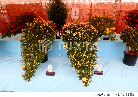 菊祭り: 大掴み咲:盆栽菊:懸崖菊:管物:丁子菊:小菊 菊祭り: 大掴み咲:盆栽菊:懸崖菊:管物:丁子菊:小菊 71754185
