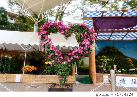 菊祭り: 大掴み咲:盆栽菊:懸崖菊:管物:丁子菊:小菊 菊祭り: 大掴み咲:盆栽菊:懸崖菊:管物:丁子菊:小菊 71754224