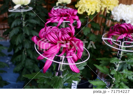 菊祭り： 大掴み咲：盆栽菊：懸崖菊：管物：丁子菊：小菊 71754227