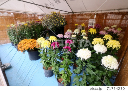 菊祭り： 大掴み咲：盆栽菊：懸崖菊：管物：丁子菊：小菊 71754230