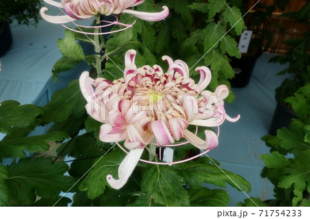 菊祭り: 大掴み咲:盆栽菊:懸崖菊:管物:丁子菊:小菊 菊祭り: 大掴み咲:盆栽菊:懸崖菊:管物:丁子菊:小菊 71754233