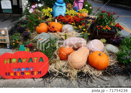公園の花壇 ハロウィーンの飾り かぼちゃ 大阪府枚方市の写真素材