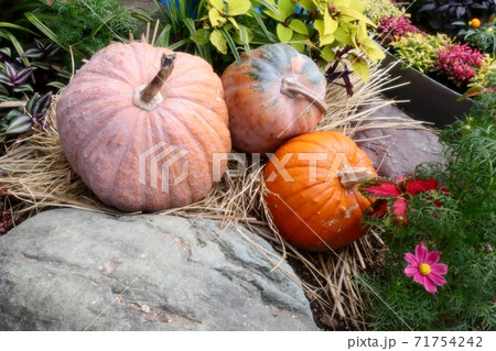 公園の花壇 ハロウィーンの飾り かぼちゃ 大阪府枚方市の写真素材