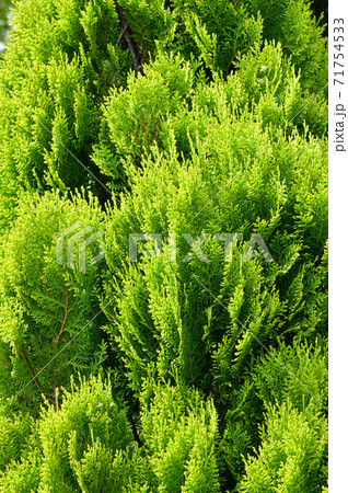 樹形が略円錐形の針葉樹 コノテガシワ の外周部に密集する葉を春にアップで撮影した写真の写真素材