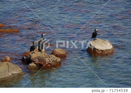羽根を休めるウミウ 71754539