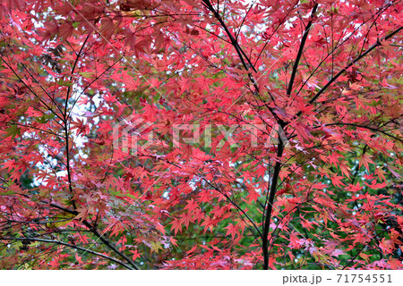 紅葉 紅葉 71754551