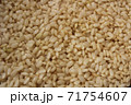 玄米の発芽 71754607