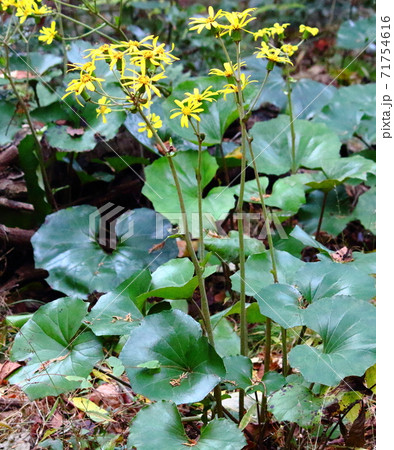 ツワブキの花 ツワブキの花 71754616