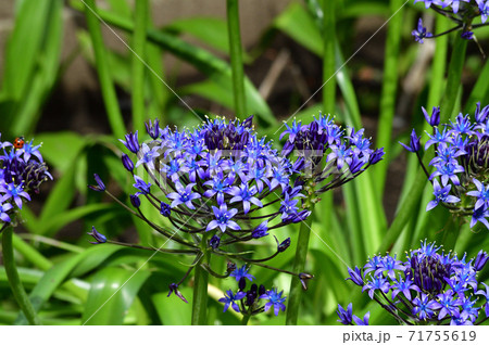 青色の花を咲かせたシラー ぺルヴィア ナと推定される球根植物を撮影した写真の写真素材