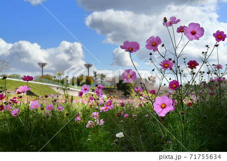 ロマンチック茨城 畑いっぱいに市民の希望を願って咲き誇る 小美玉市 希望ヶ丘公園コスモス畑の写真素材