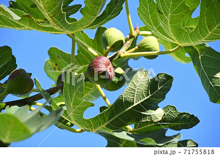 イチジク(無花果) イチジク(無花果) 71755818