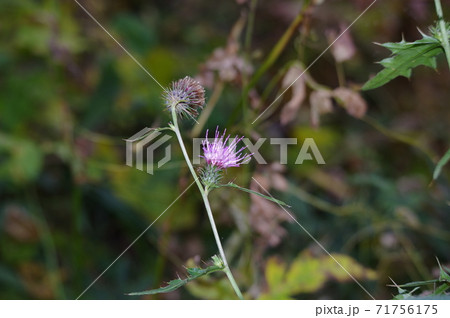 アザミの花の写真素材