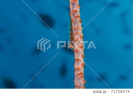 ガラスハゼ　沖縄の海 71756374