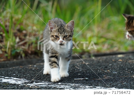 野良猫キジトラ白のお母さんが待つ場所にまっしぐらに向かう可愛い兄弟子猫 71756472