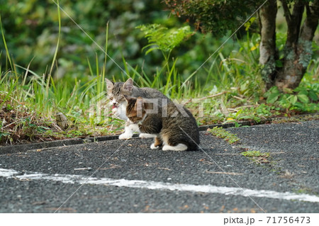 野良猫キジトラ白のお母さんが待つ場所にまっしぐらに向かう可愛い兄弟子猫 71756473