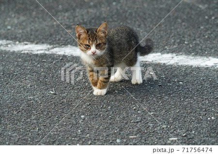 野良猫キジトラ白のお母さんが待つ場所にまっしぐらに向かう可愛い兄弟子猫 71756474