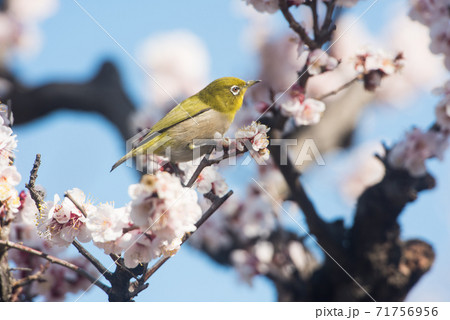梅の花とメジロ 梅の花とメジロ 71756956