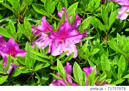 ツツジのピンク色の花と黄緑色の葉をアップで撮影した写真の写真素材