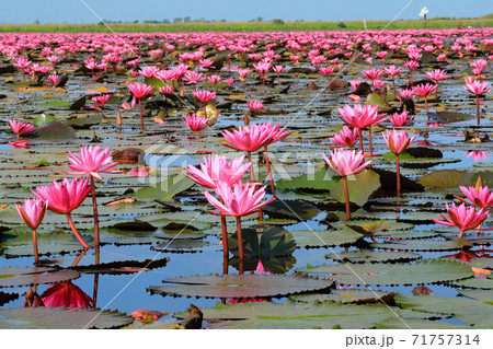 ノンハン湖の蓮の花の写真素材