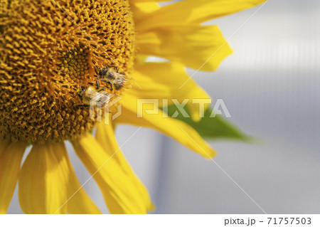 Beautiful bright yellow sunflower and green leaves with two bumblebees under the summer with clouds. 71757503