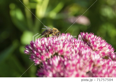 Closeup of a bee enjoying the The star-shaped pink flowers - Fette Henne . 71757504