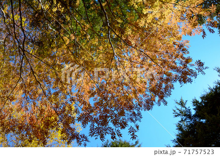 秋晴れの空、紅葉、黄葉した木の葉。レース。 秋晴れの空、紅葉、黄葉した木の葉。レース。 71757523