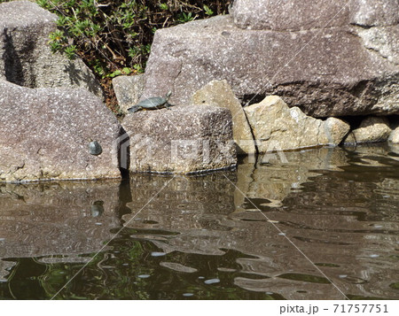 稲毛海浜公園の池に亀 71757751