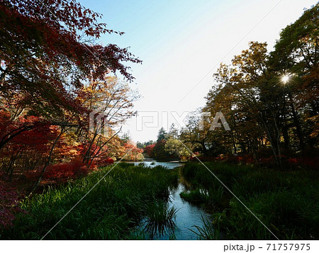 秋の雲場池 71757975