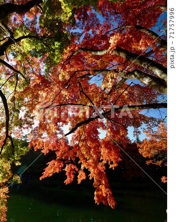 秋の雲場池 71757996
