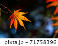 朝の光に輝く高尾山のイロハモミジ 71758396