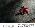 石畳の上にひっそりと存在するイロハモミジ 71758477